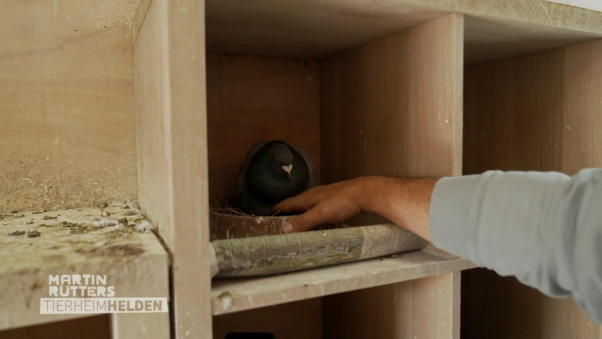 Schmerzhafte Erfahrung im Tierheim