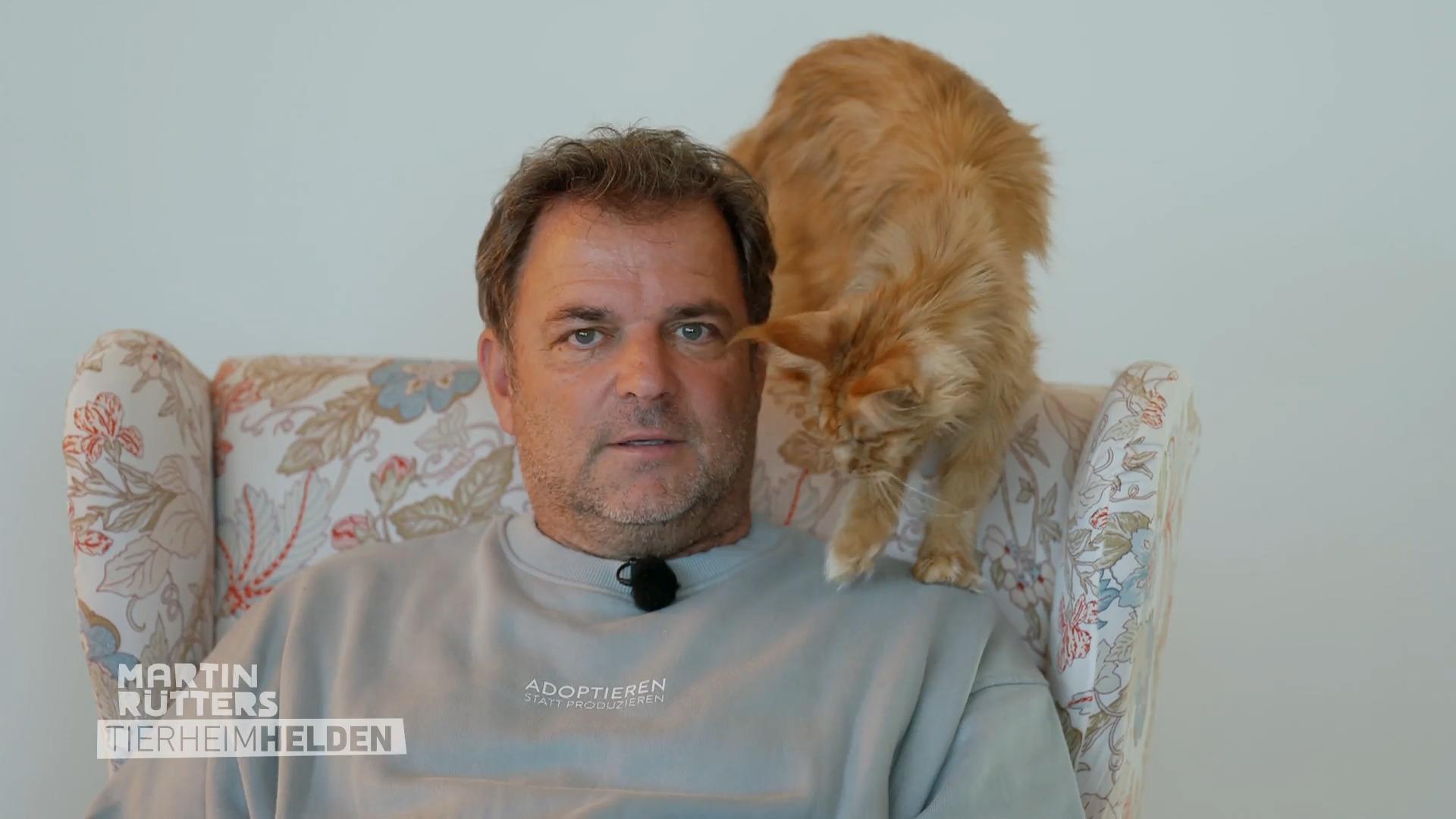 Meditative Momente im Katzen-Café