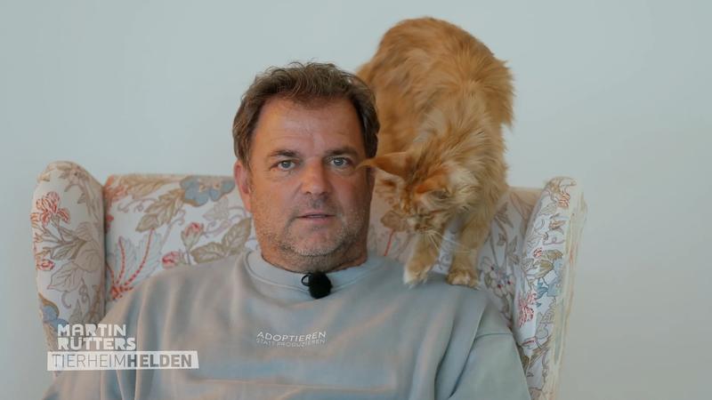 Meditative Momente im Katzen-Café