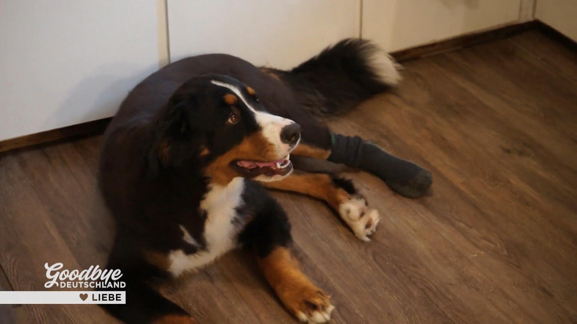 Zuwachs für das Glück zu zweit