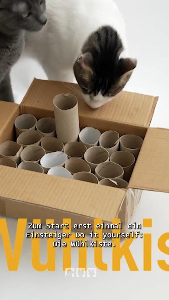DIY Katzenspielzeug