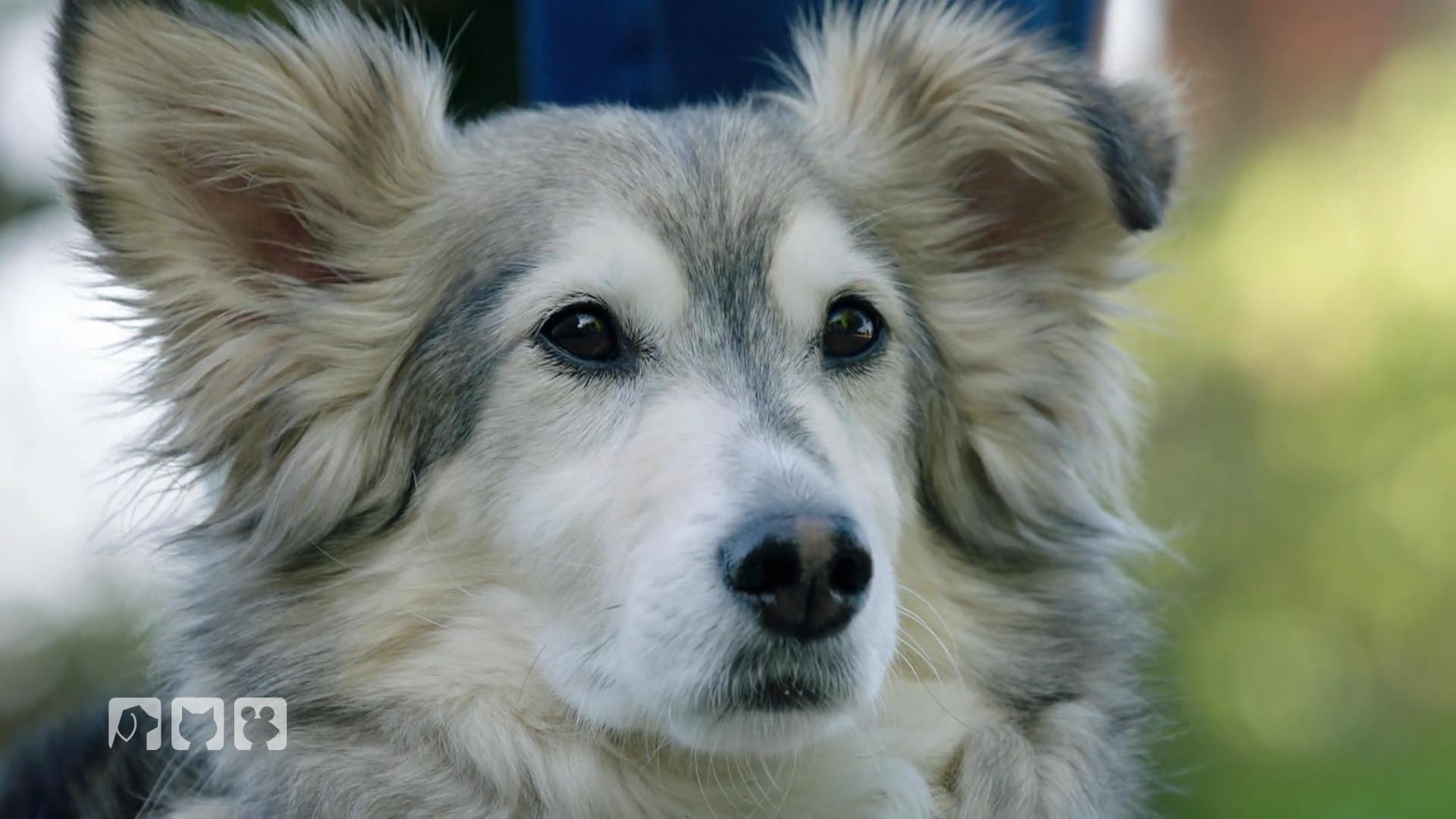 John Boy kommt aus Rumänien