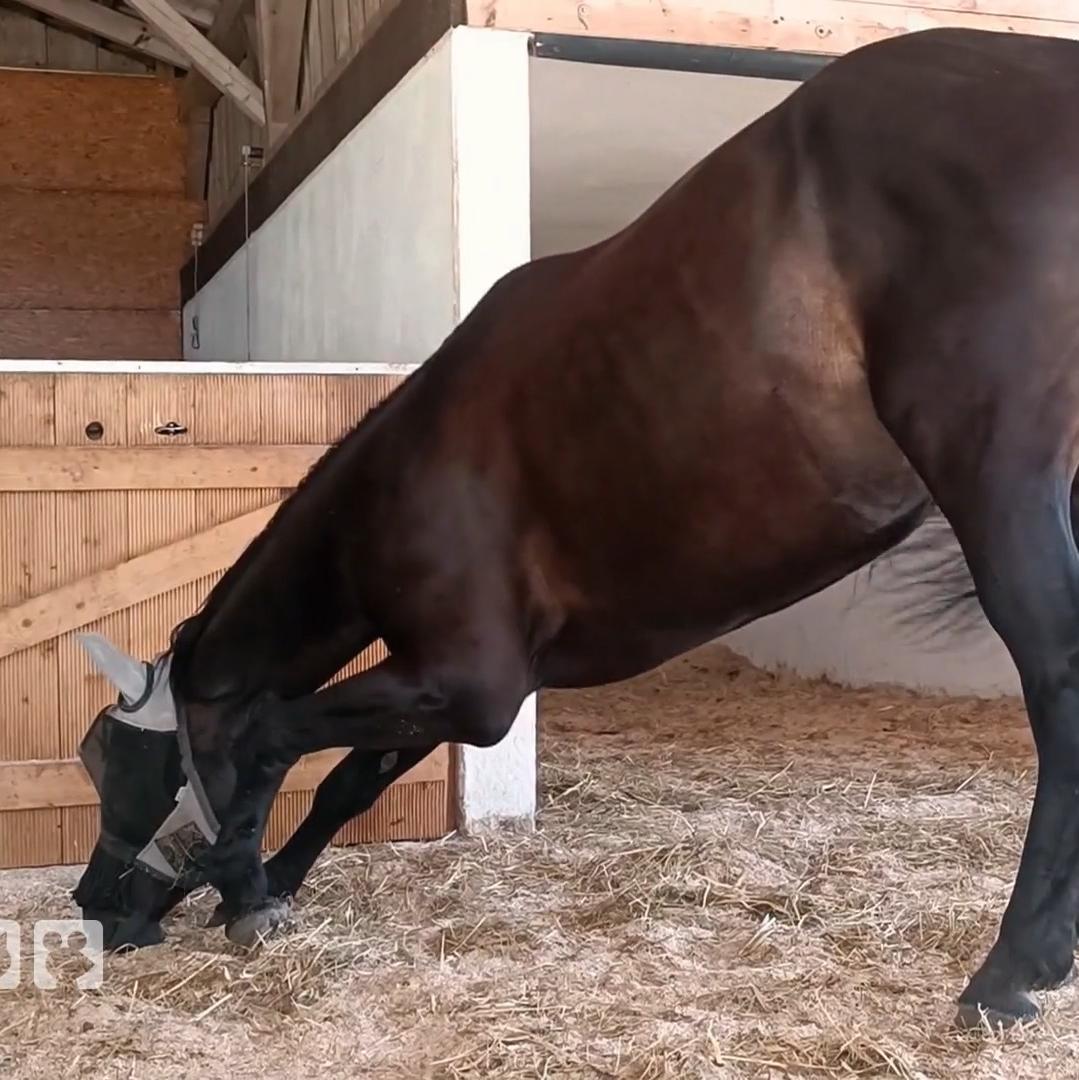 Stute Cherie leidet unter "Narkolepsie"