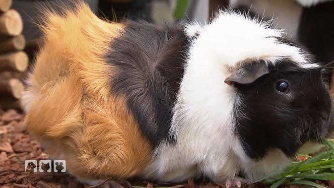 Was du über die wusligen Haustiere noch nicht wusstest