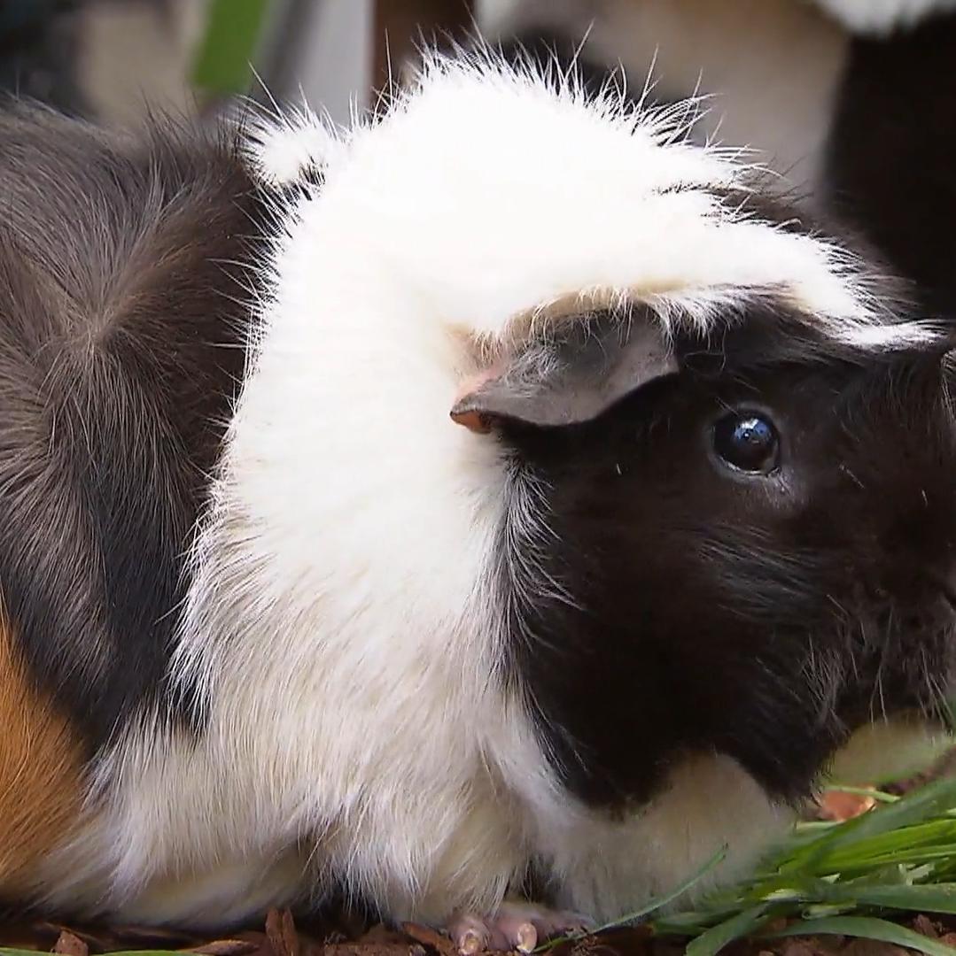 Kleine Nager, große Überraschungen