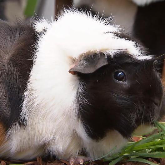 Was du über die wusligen Haustiere noch nicht wusstest