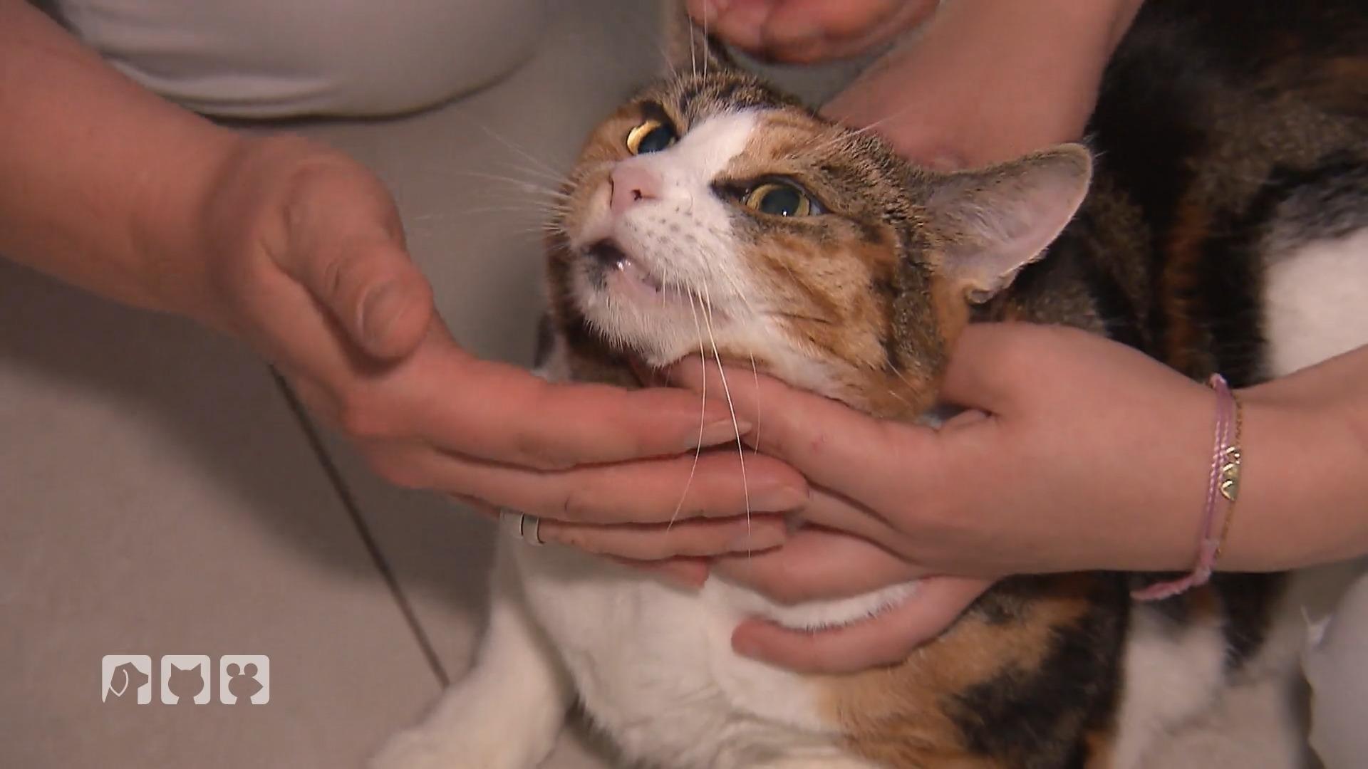 Katze Penny erbricht – Nadine Küpper eilt zur Hilfe