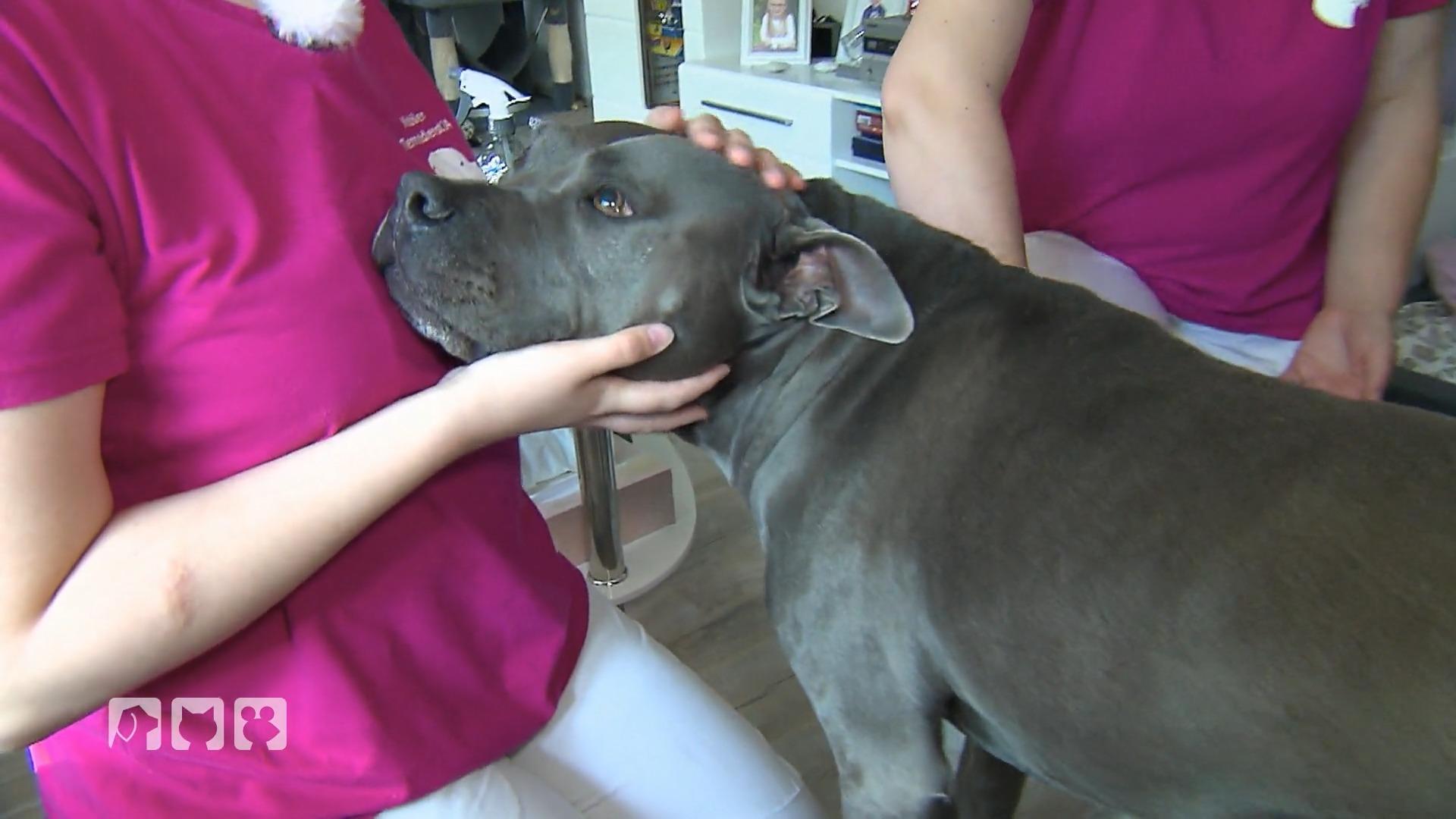 Nadine Küpper untersucht Hund mit rätselhaftem Kopfschütteln