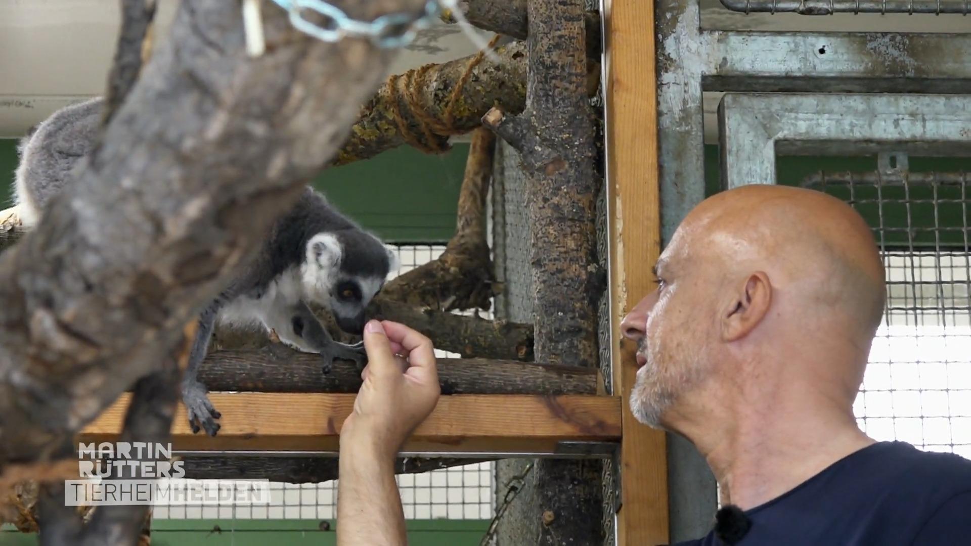 Detlef lernt die Lemuren kennen