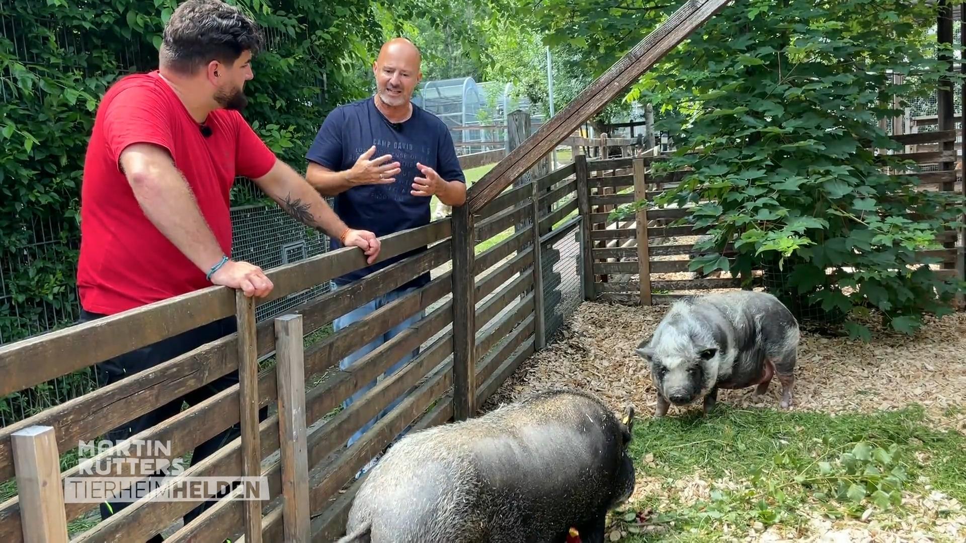 Mini-Schweine alles andere als klein