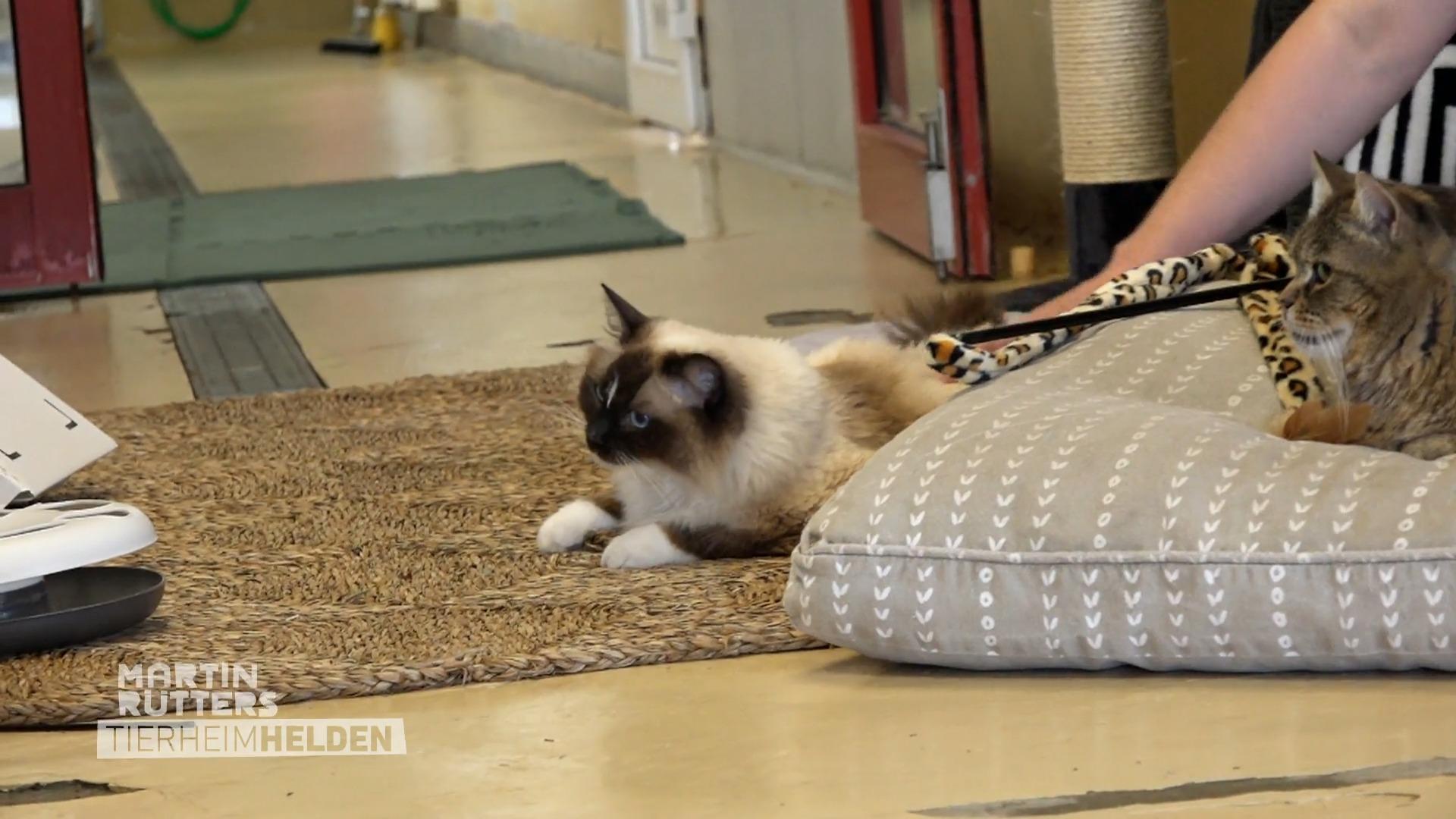 Pia – die besondere Katze mit großem Herzen