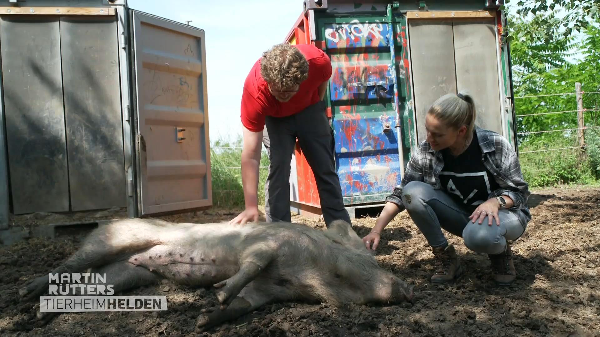 Streicheleinheiten für die Hausschweine