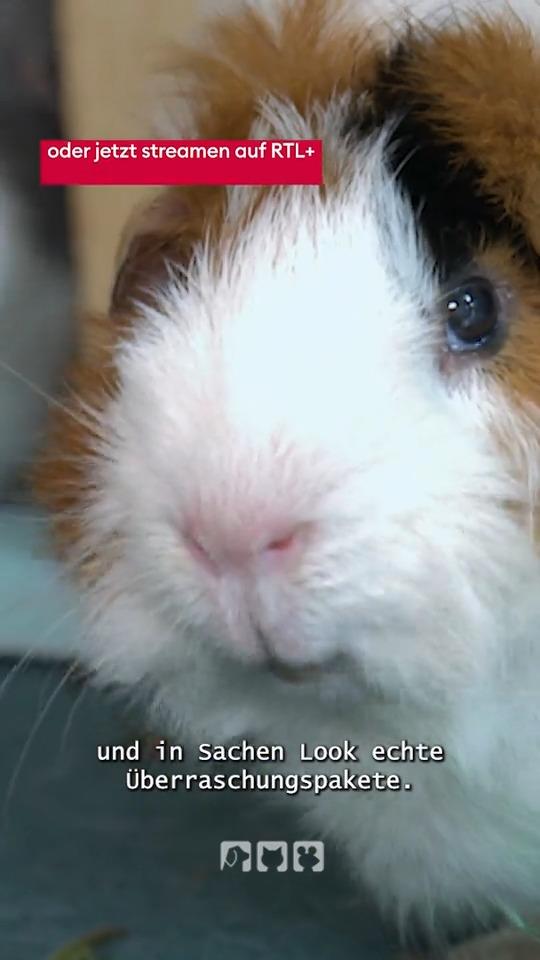 Meerschweinchen-Facts