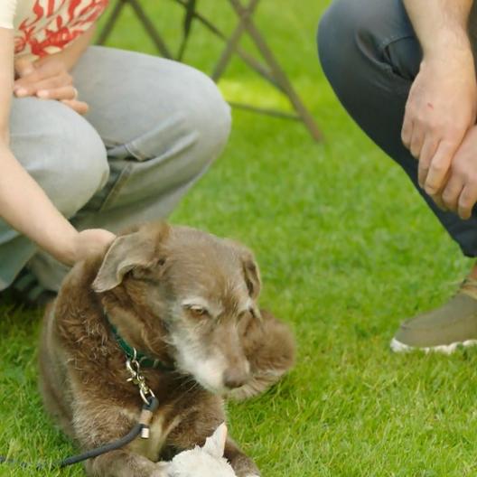 Das große DNA-Rätsel - Was steckt wirklich in Mischling Hardy?