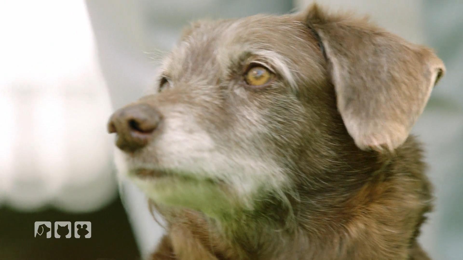 Ist Hardy heimlich ein Jagdhund?