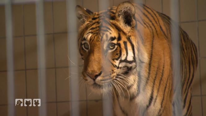 Gefährlicher Einsatz bei den Tiger-Senioren