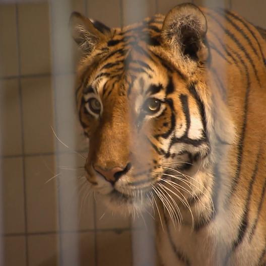 Gefährlicher Einsatz bei den Tiger-Senioren