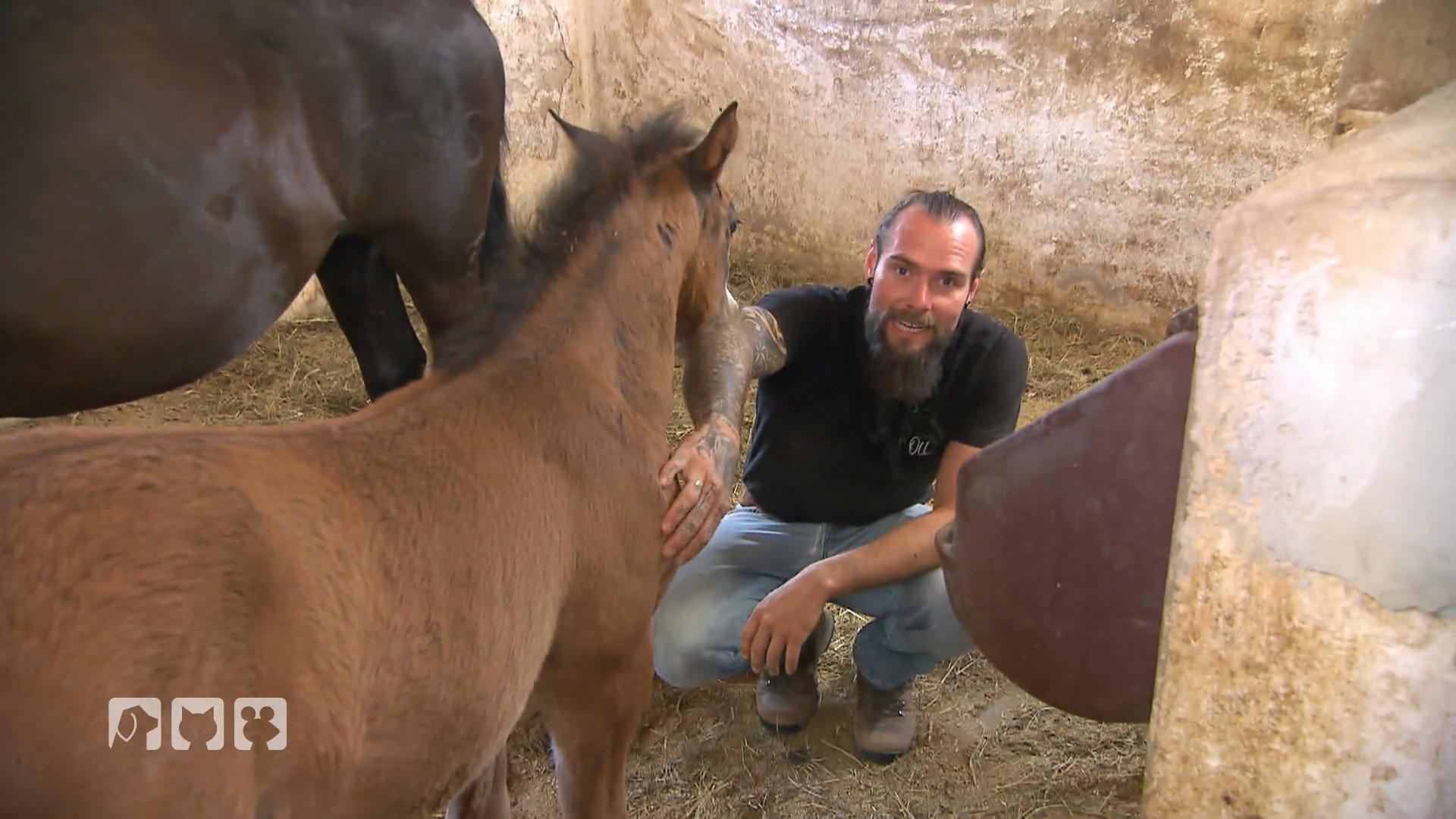 Fohlen Training mit sanften Händen