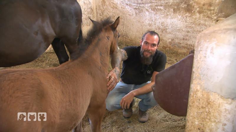 Fohlen Training mit sanften Händen