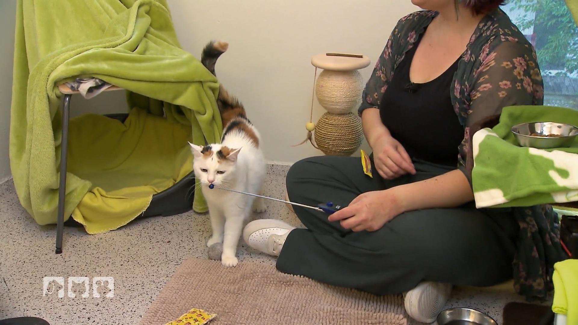 Pipsi und die anderen Katzen im Münchner Tierheim