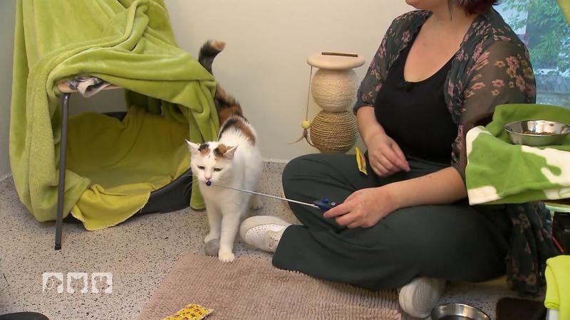 Pipsi und die anderen Katzen im Münchner Tierheim