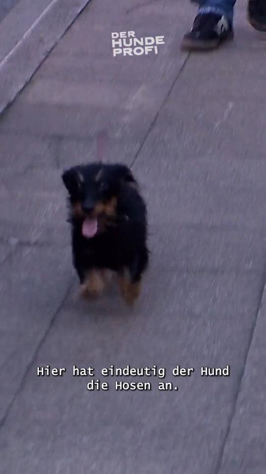 Hier ist der Dackel der Chef!