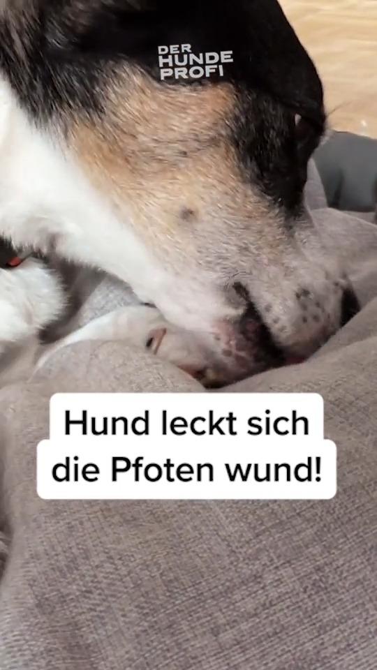 Trauert Jojo um seine Hundefreundin?