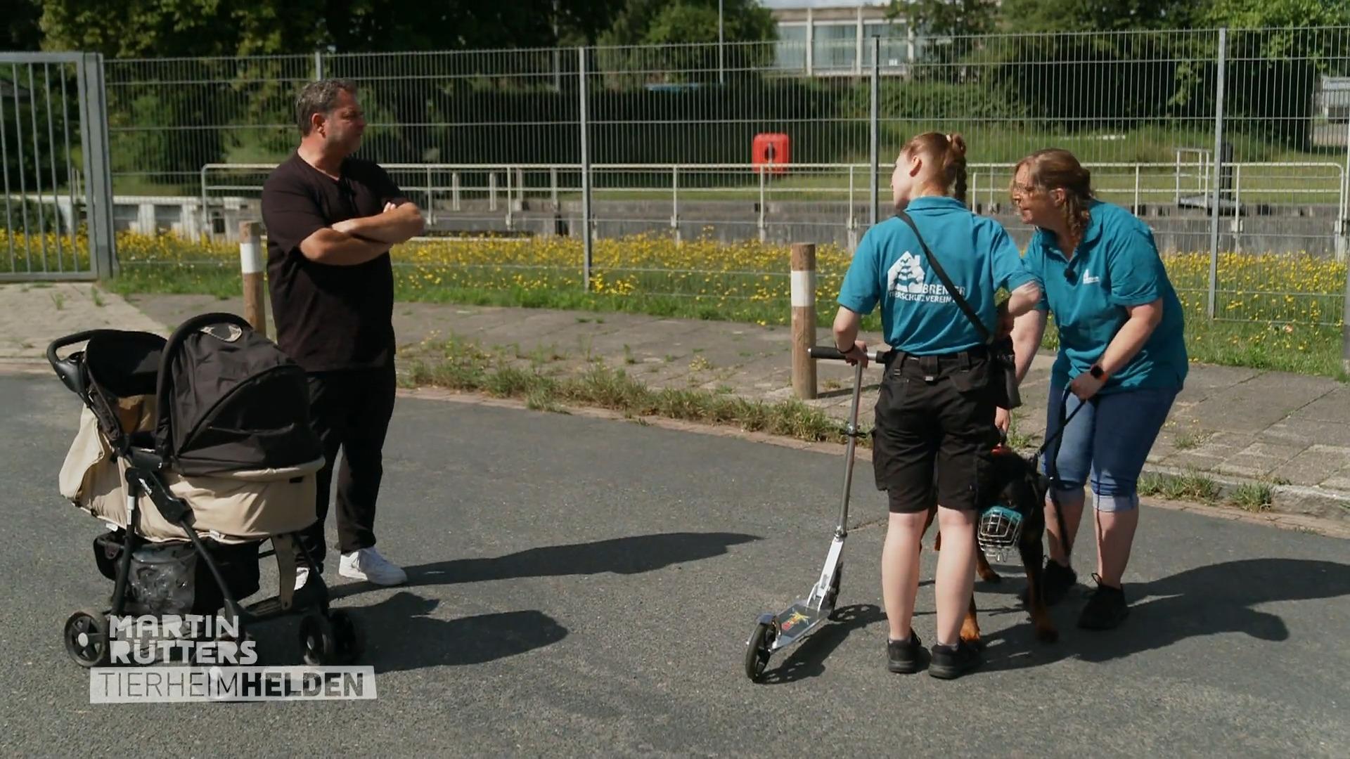 Wie reagieren die Hunde auf den Roller