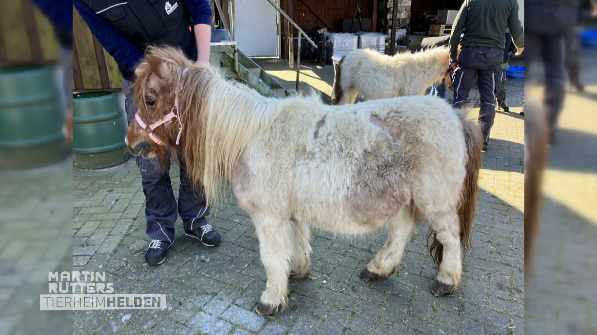 Detlef trifft die Ponys im Tierheim Bremen
