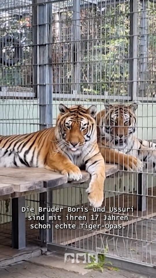 Gefährlicher Einsatz bei den Tigern