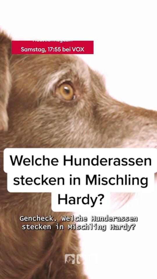 Hardy gibt Rätsel auf
