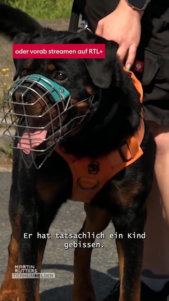 Han Solo muss zum Wesenstest