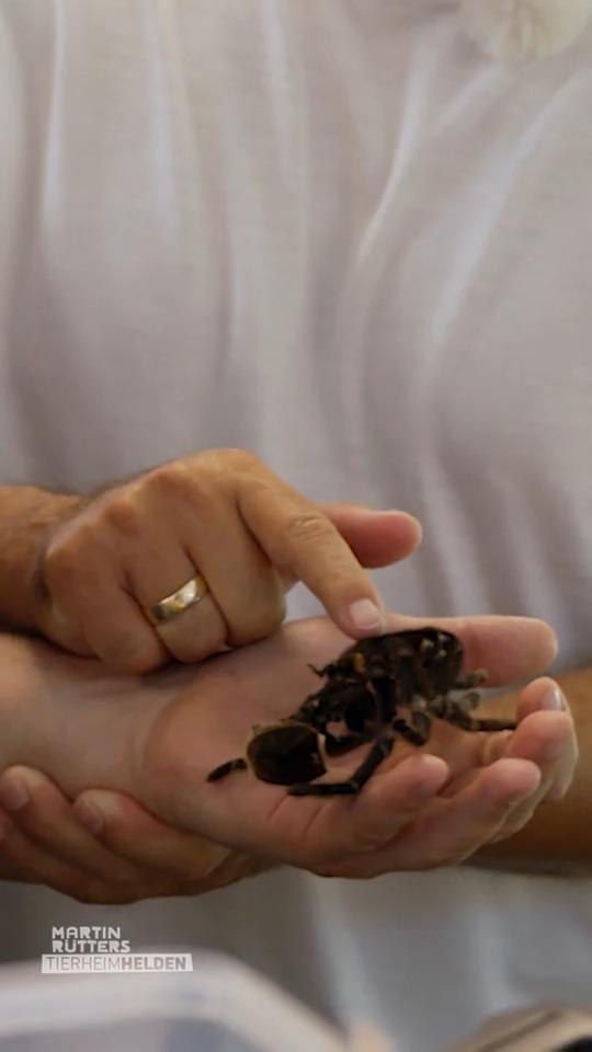 Deffi stellt sich seiner Spinnenangst