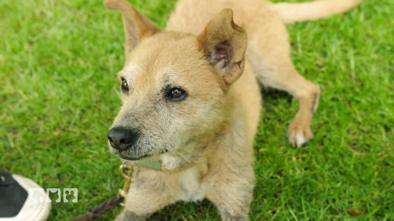 Busters Herkunft wird entschlüsselt
