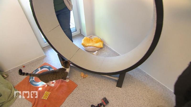 Wie Laufräder Wohnungskatzen fit halten