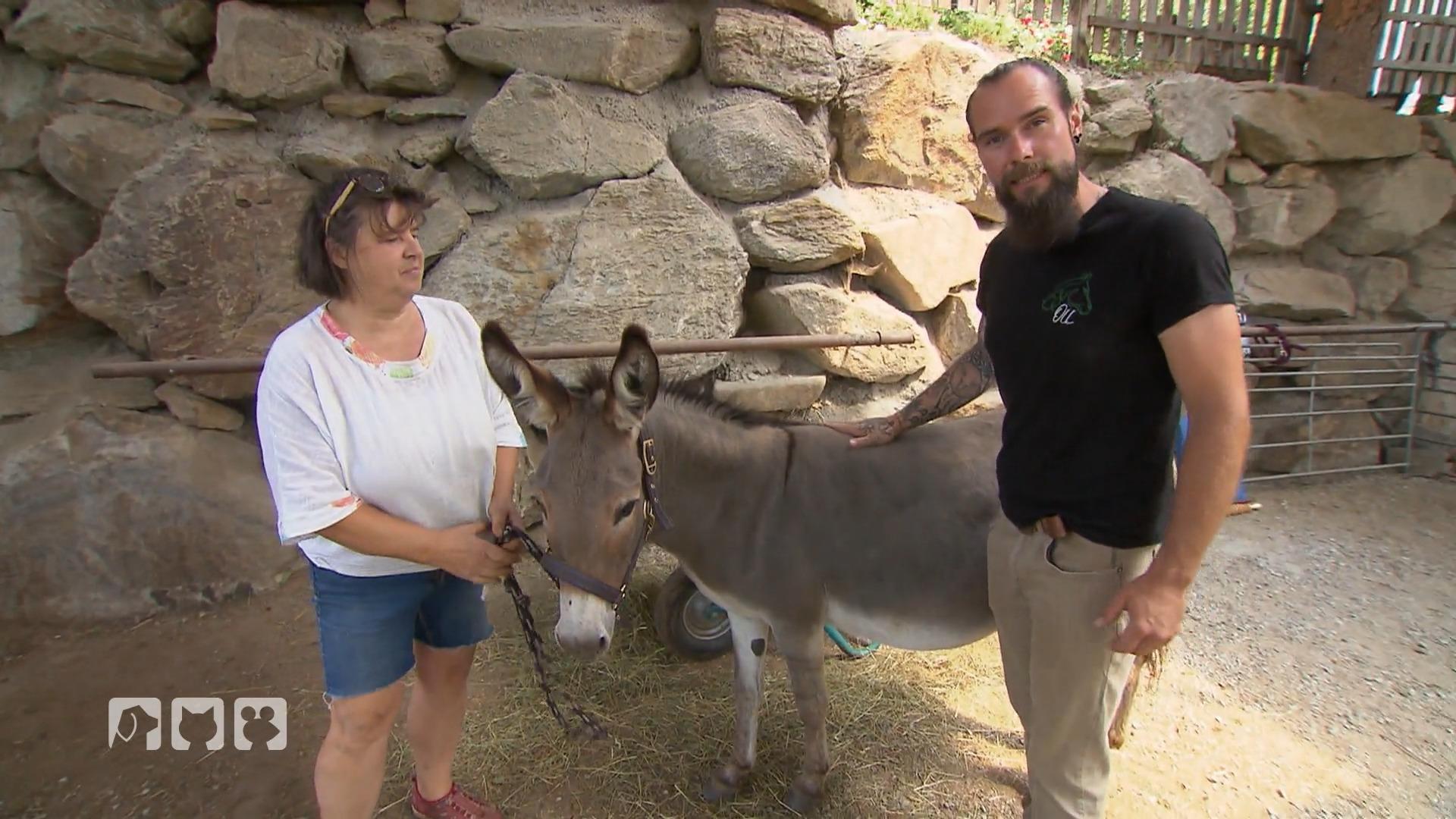 Esel Polly steht vor einem wichtigen Tauglichkeitstest