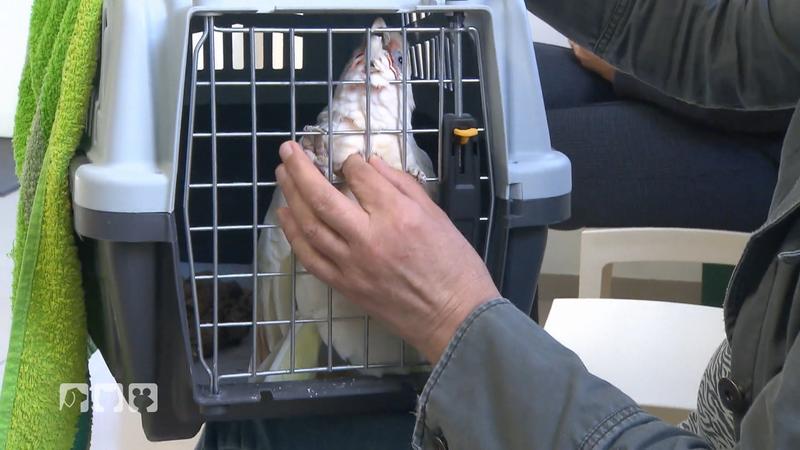 Ein Kakadu mit einer lebensbedrohlichen Diagnose