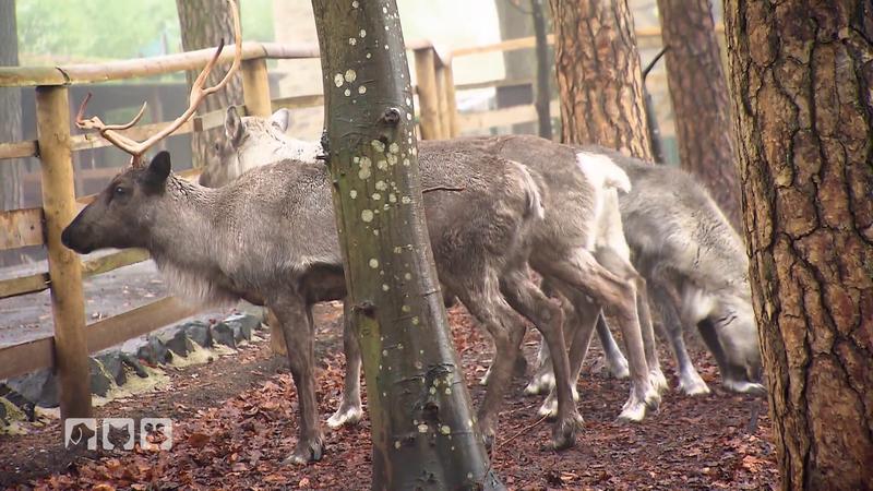Karbe kümmert sich um besondere Rentiere