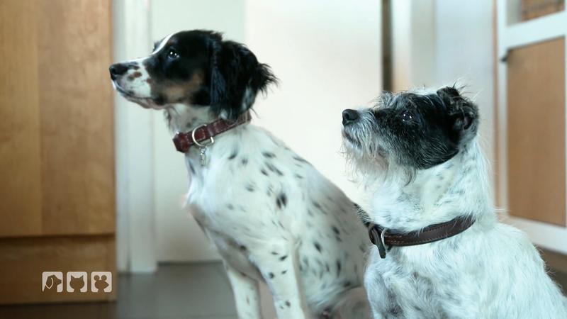 Kate erkundet die Heide mit ihren Hunden