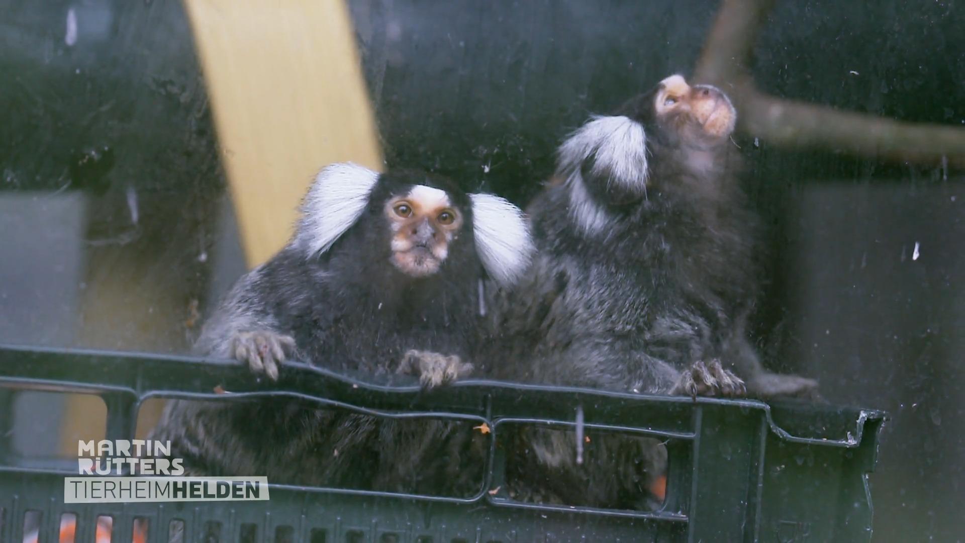 Warum Besuche für die Tiere tabu sind