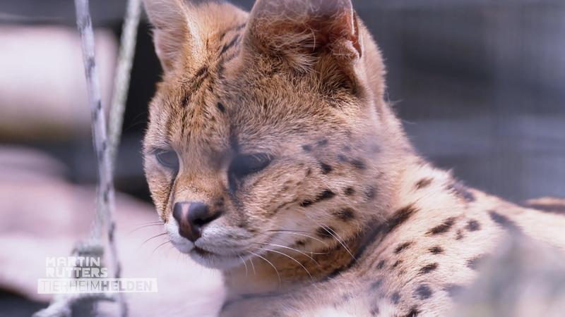 Martin hilft bei der Futtervorbereitung für zwei Servale