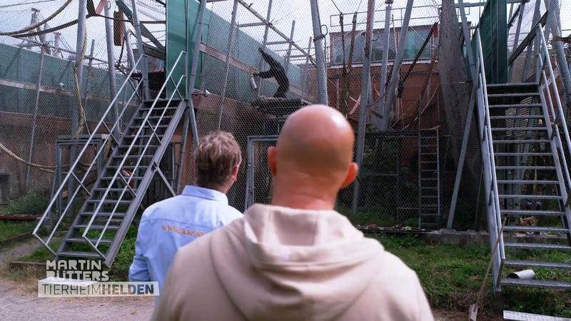 Schimpansen benötigen besonderen Schutz