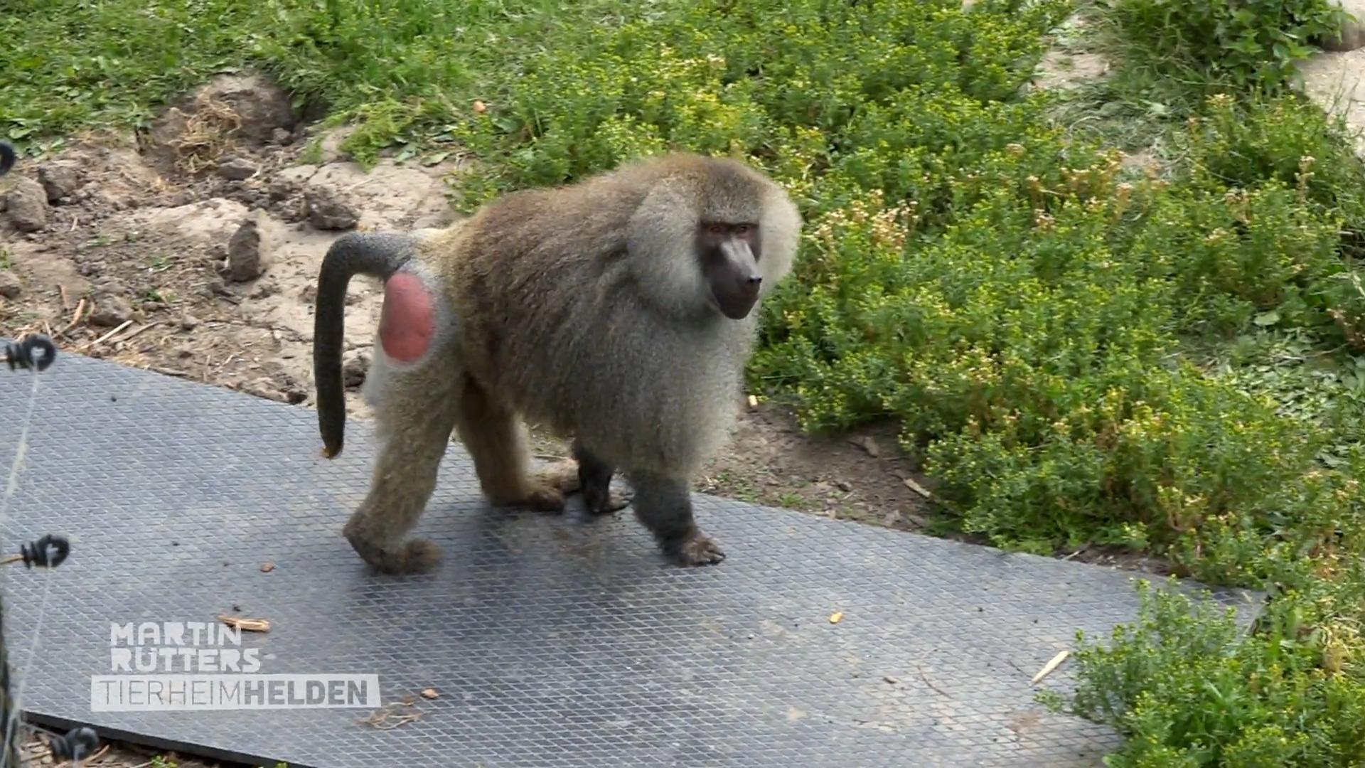 Martin unterstützt beim Füttern der Affen