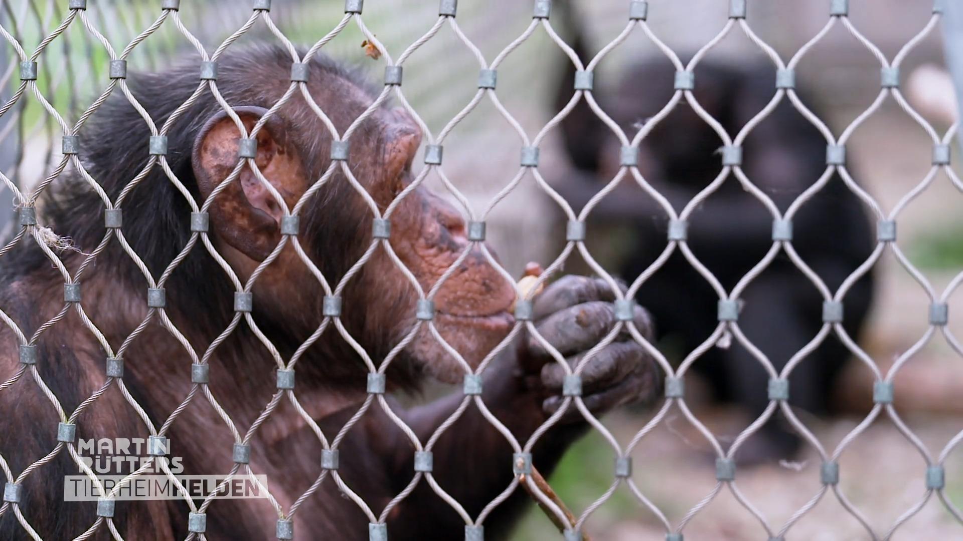 Lisa darf ins Gehege, Detlef begleitet sie