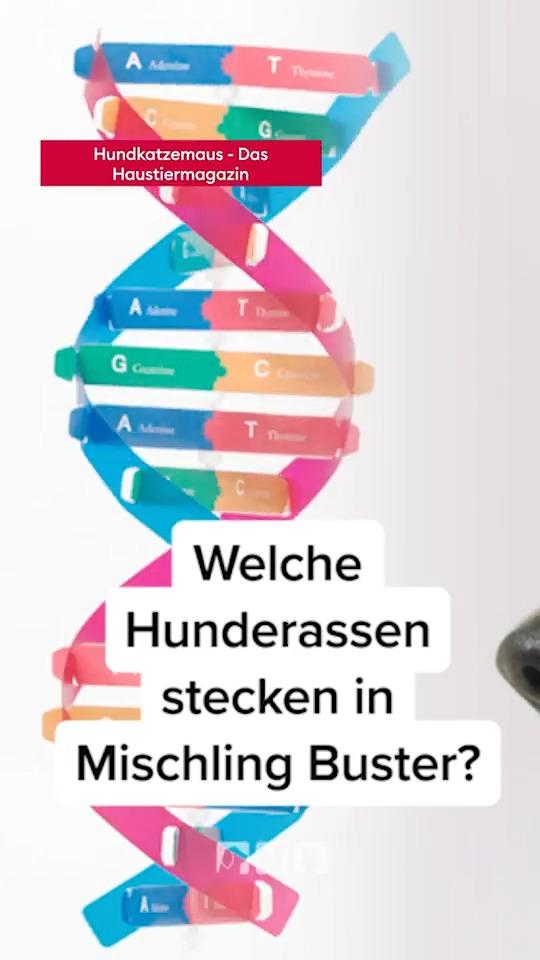 Buster gibt Rätsel auf