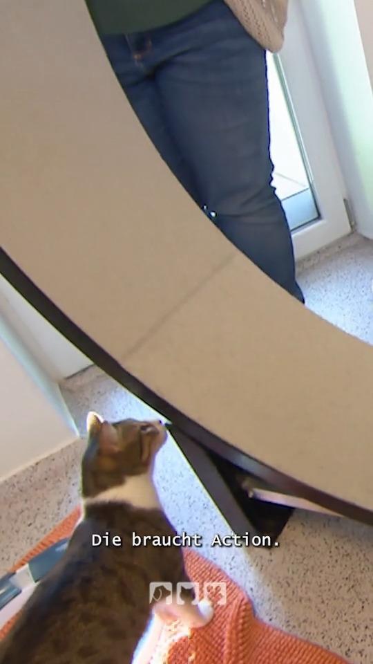 Dies Katze braucht ein "Hamsterrad"