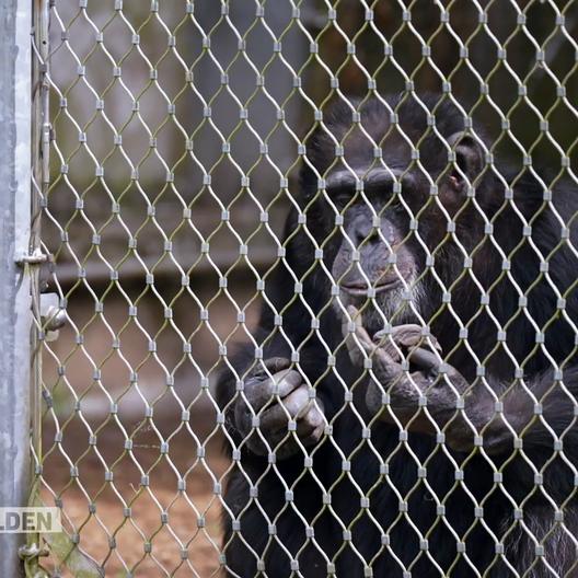 Die berührende Rettungsgeschichte von Buddy