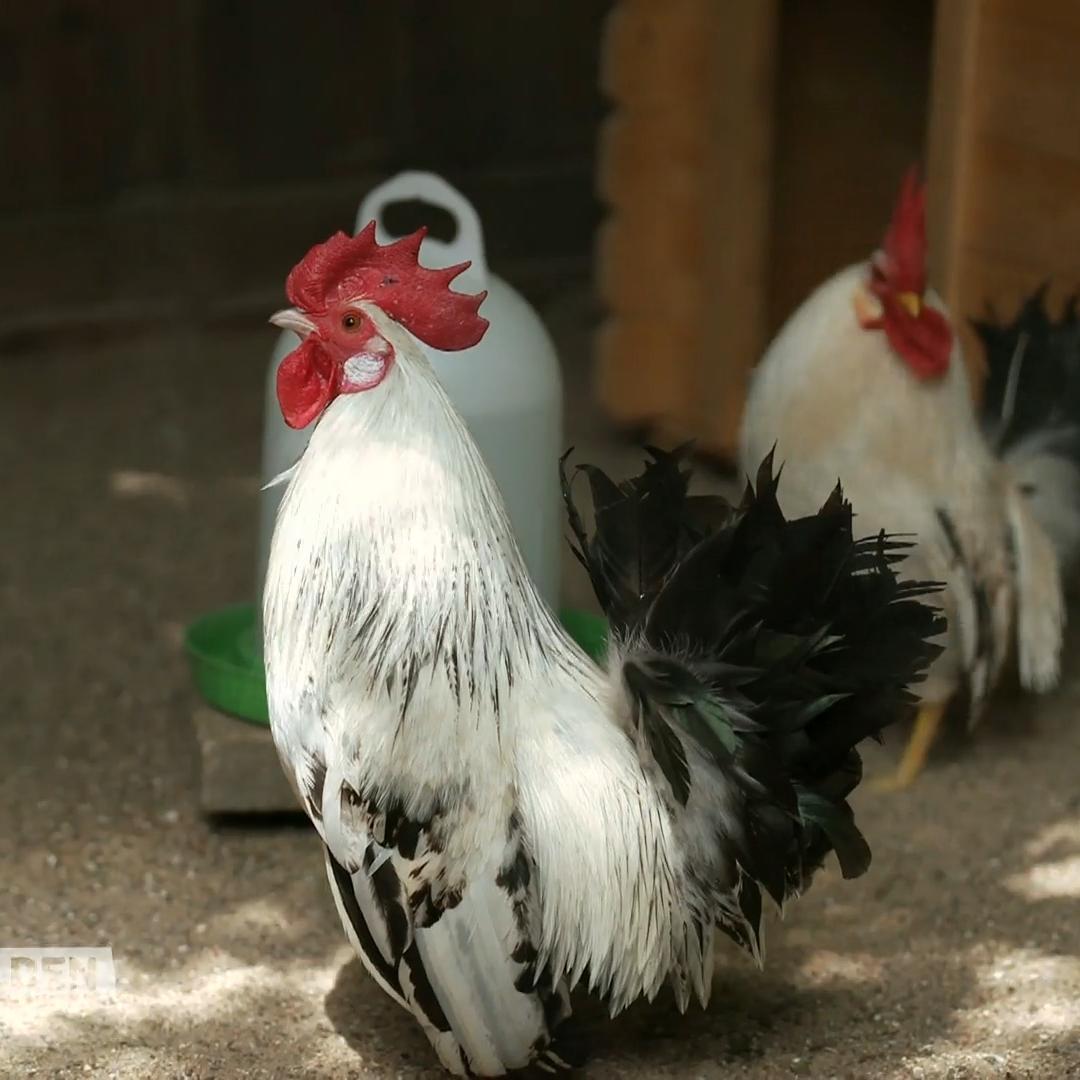 Hähne im Tierheim