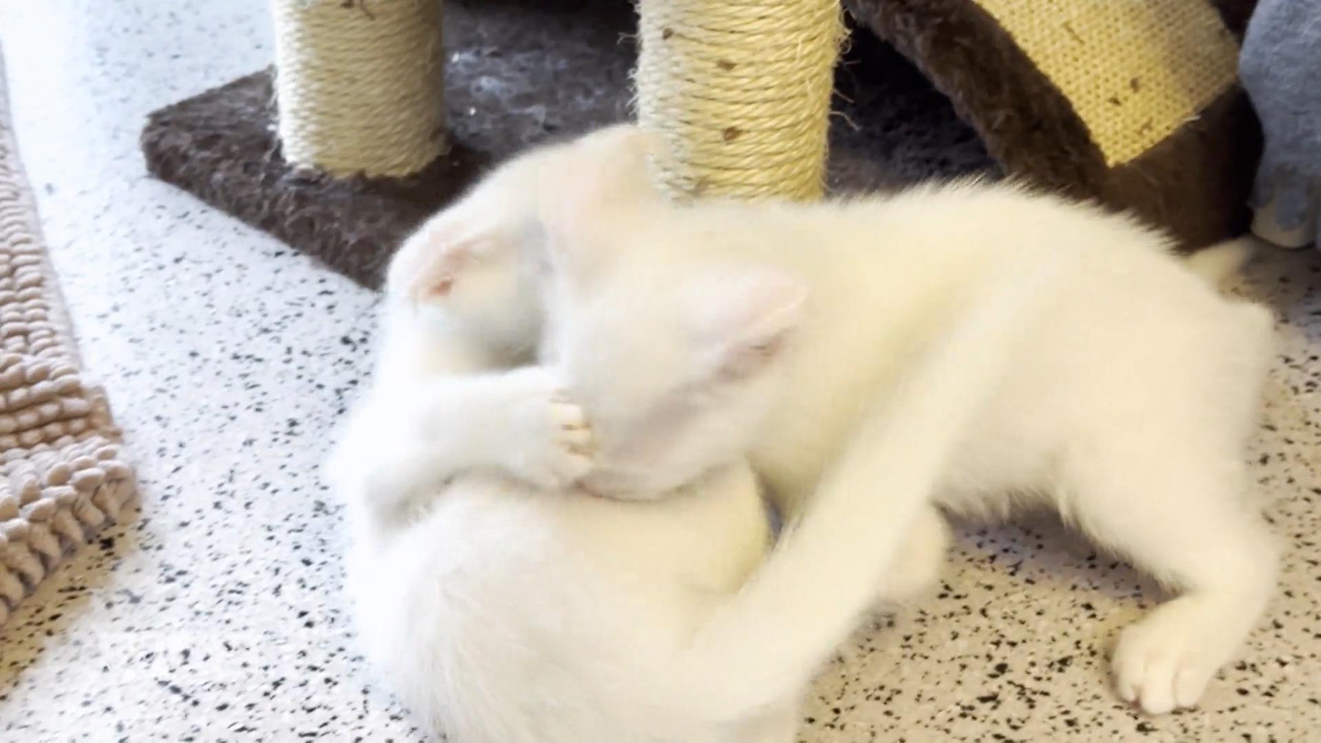 Kitten-Training im Tierheim