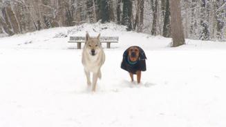 Die besten Wintertipps für Hundebesitzer